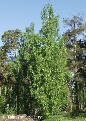 Betula pendula